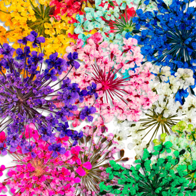 Dried flowers for nail art (2 options)